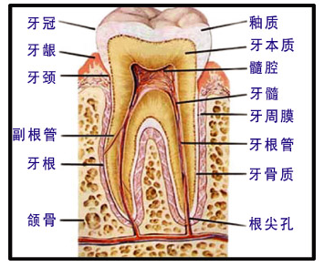 错颌畸形正畸矫正