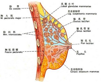 乳房下垂矫正术